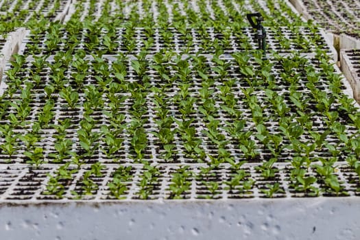 Hydroponic organic farming agriculture of seedlings vegetables and herbs growing in stones water supplied lanes.