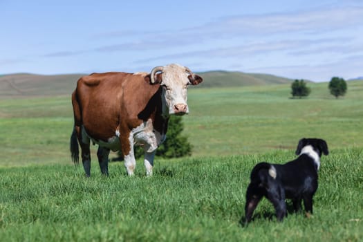 Dog's playtime harassing cow animal in green field in rural mountains