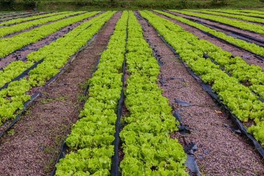 Hydroponic organic farming agriculture of seedlings vegetables and herbs growing in stones water supplied lanes.