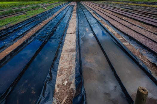Hydroponic organic farming agriculture of seedlings vegetables and herbs growing in stones water supplied lanes.