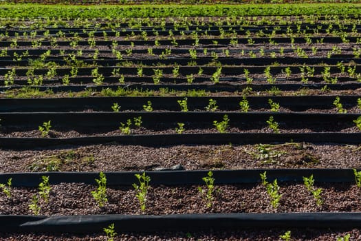 Hydroponic organic farming agriculture of seedlings vegetables and herbs growing in stones water supplied lanes.