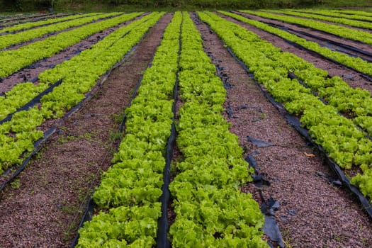Hydroponic organic farming agriculture of seedlings vegetables and herbs growing in stones water supplied lanes.