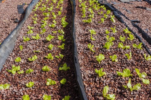 Hydroponic organic farming agriculture of seedlings vegetables and herbs growing in stones water supplied lanes.