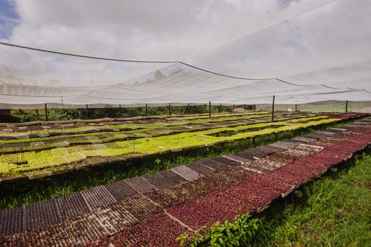 Hydroponic organic farming agriculture of seedlings vegetables and herbs growing in stones water supplied lanes.