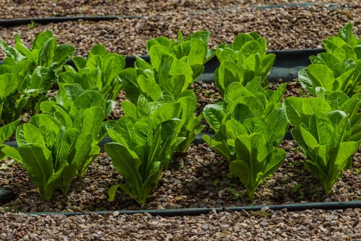 Hydroponic organic farming agriculture of seedlings vegetables and herbs growing in stones water supplied lanes.