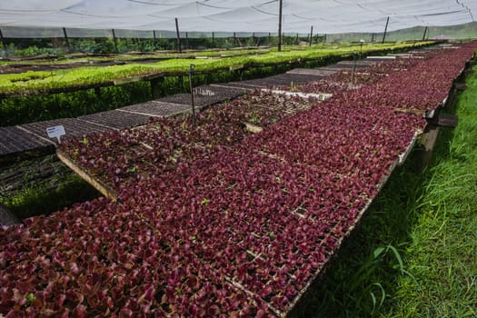 Hydroponic organic farming agriculture of seedlings vegetables and herbs growing in stones water supplied lanes.