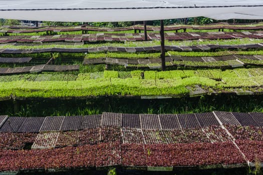 Hydroponic organic farming agriculture of seedlings vegetables and herbs growing in stones water supplied lanes.