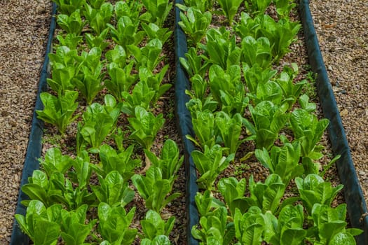 Hydroponic organic farming agriculture of seedlings vegetables and herbs growing in stones water supplied lanes.