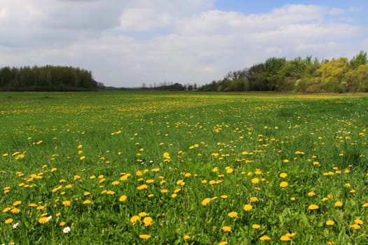 Spring meadow in Güsten in the Salzlandkreis