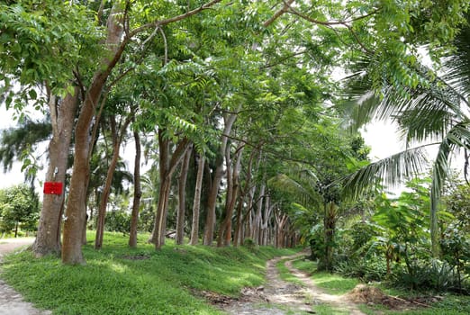 The road in the jungle