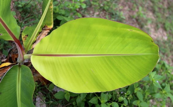 Texture of a green leaf with the shadows of small sheets of