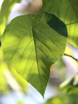Texture of a green leaf with the shadows of small sheets of