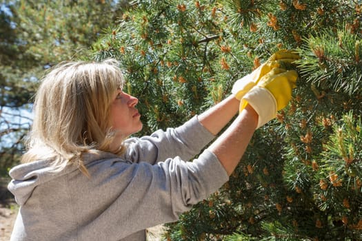 woman collecting pine cones for a healthy cooked syrup