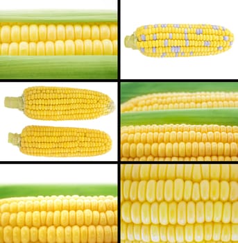 Healthy and organic food, Set of fresh corn and ear of corn .