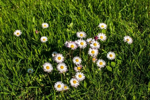 Daisies on green spring lawn grass closeup