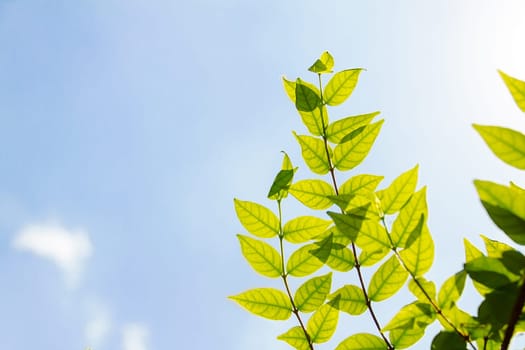 Abstract sky with the leaf background