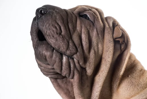chinese shar pei head portrait isolated on white background