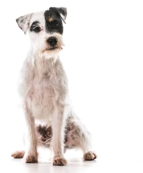 jack russel terrier sitting