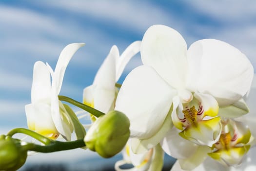 White orchid with yellow details with sky and clouds