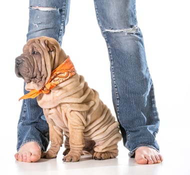 dog and owner - chinese shar pei sitting with owner isolated on white background