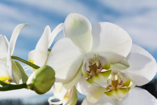 White orchid with yellow details with sky and clouds