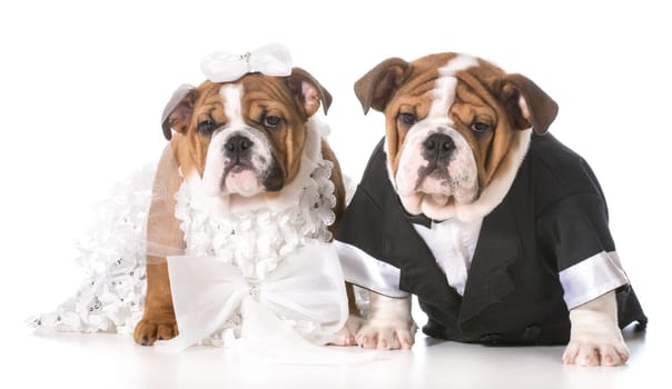 dog bride and groom puppies