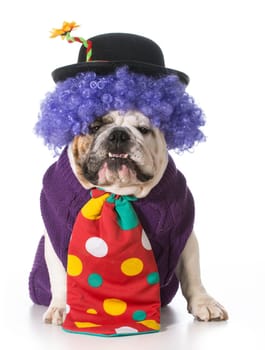 silly dog wearing clown costume on white background - english bulldog