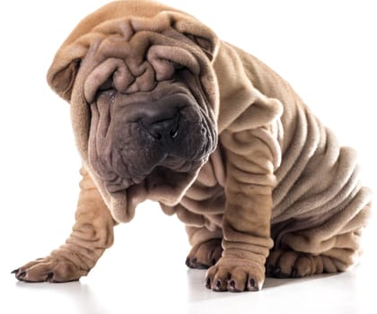chinese shar pei sitting isolated on white background
