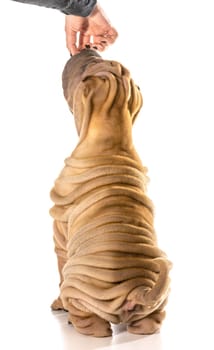 dog begging - chinese shar pei begging for food isolated on white background