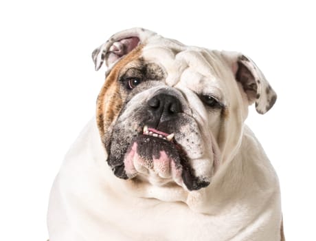 english bulldog portrait on white background