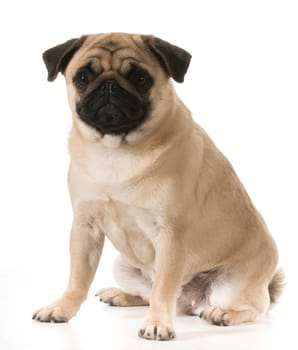pug sitting isolated on white background