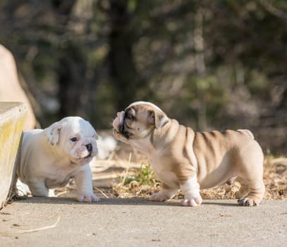 puppies playing - english bulldog litter outside