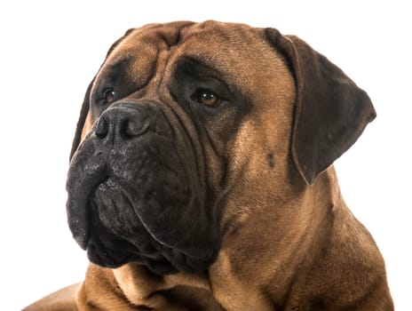 bullmastiff head portrait on white background