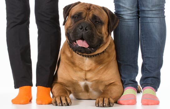bullmastiff laying beside his owners feet on white background