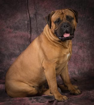 bullmastiff male sitting  on purple background