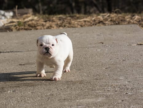 english bulldog puppy running outside - 6 weeks old
