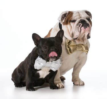 english and french bulldogs wearing bowties