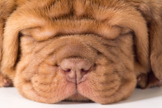cute puppy - dogue de bordeaux