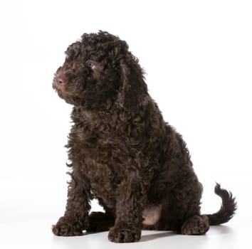cute puppy sitting - barbet 7 weeks old
