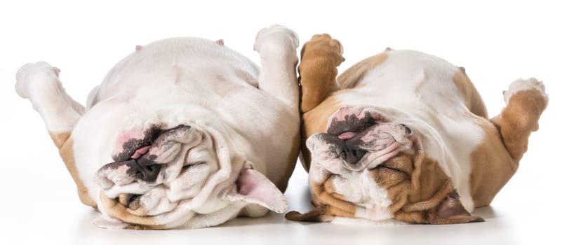 mother and daughter english bulldog laying on back sleeping