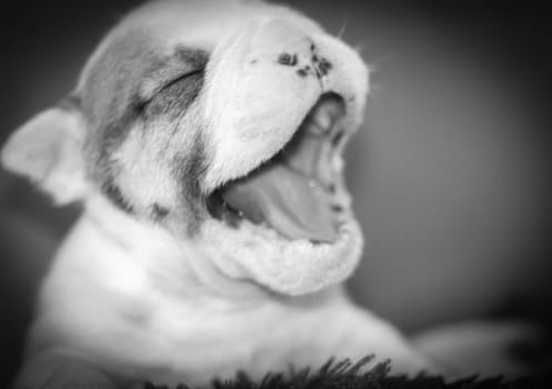 newborn puppy yawning - english bulldog three weeks old