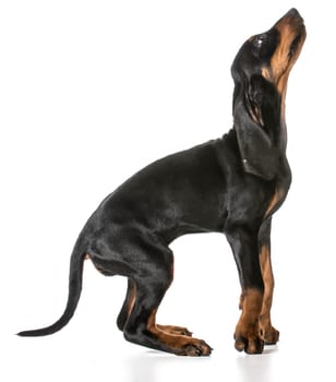 cute puppy - black and tan coonhound jumping up on white background