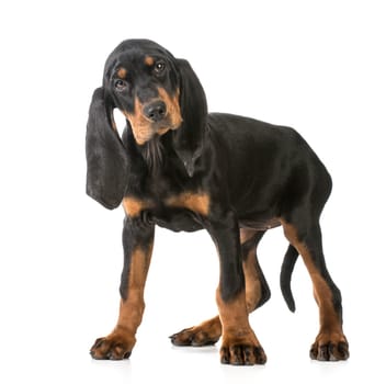 cute puppy - black and tan coonhound standing looking at viewer