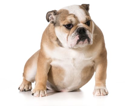 english bulldog sitting - 8 month old puppy