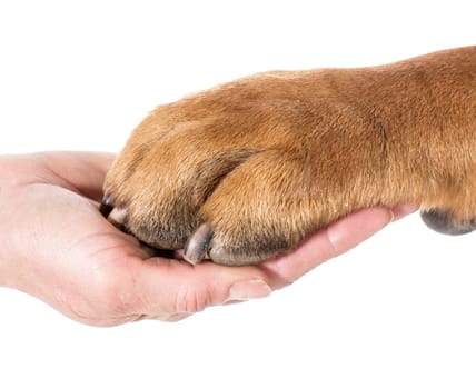 dog paw resting in human hand on white background