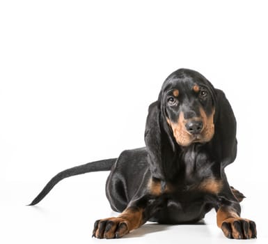 cute puppy - black and tan coonhound laying down on white background