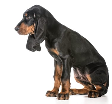 cute puppy - black and tan coonhound sitting on white background