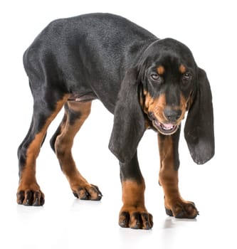 black and tan coonhound with silly expression on white background