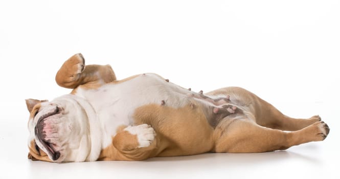 english bulldog laying on back sleeping - 7 months old