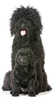barbet mother and puppy isolated on white